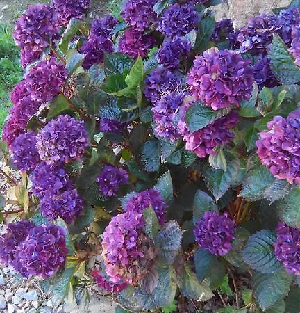 La Cloue 3* Sainte-Marie-du-Bois