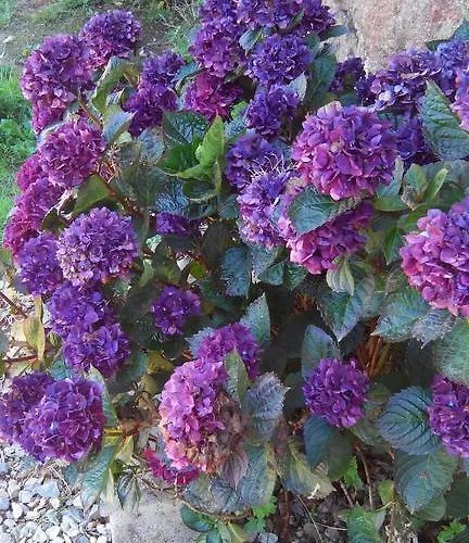 La Cloue 3* Sainte-Marie-du-Bois (Mayenne)